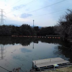 大安トラウトレイク 釣果